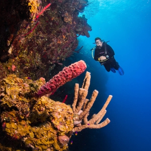 Belize - duiker in barrièrerif